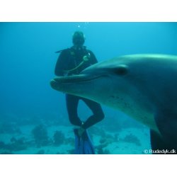 Padi: Referral kursus -  teori