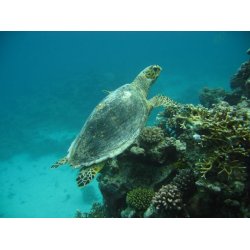 Padi: Open Water Diver kursus -  teori + bassin