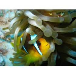 Padi: Open Water Diver kursus -  teori + bassin